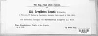 Image of Crepidotus cesatii